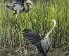 Great Blue Heron-7